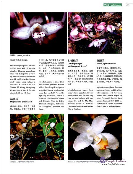 Sample pages of Higher Plants of China in Colour Vol IX Angiosperms Taccaceae-Orchidaceae (ISBN:9787030470690)